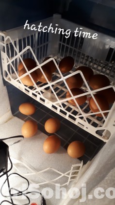 Incubator ।। ইনকিউবেটর (90 Eggs capacity)